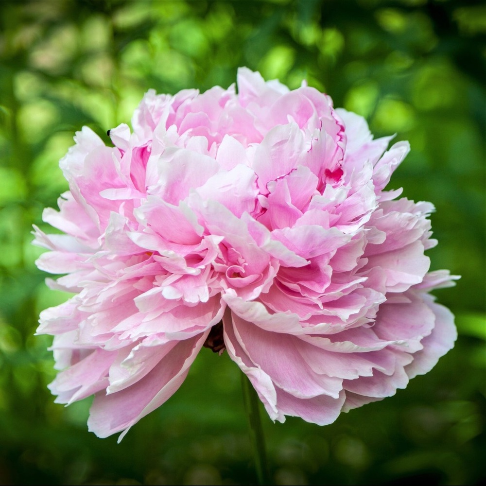 Meet your Posher, Danielaa